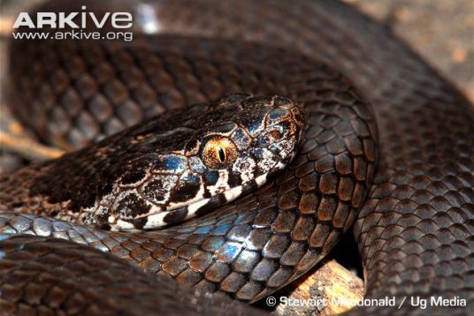 Coiled-ornamental-snake