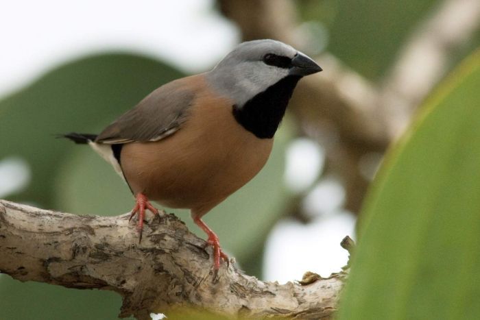 black throated finch